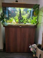 Juwel 125 aquarium incl kast en accessoires., Ophalen, Zo goed als nieuw, Gevuld zoetwateraquarium