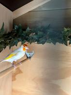 Met spoed Te Koop Mooie Putters., Dieren en Toebehoren, Mannelijk, Wildzangvogel, Geringd