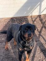 Rottweiler Waakhond reu, Dieren en Toebehoren, 6 jaar of ouder, Particulier, Rabiës (hondsdolheid), Reu