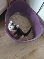 Lieve kittens broer en zus te koop, Meerdere dieren