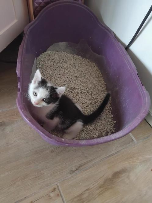 Lieve kittens broer en zus te koop, Dieren en Toebehoren, Katten en Kittens | Overige Katten, Meerdere dieren