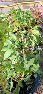 Knoopkruid, Adderwortel, Ophalen, Vaste plant, Bodembedekkers, Volle zon