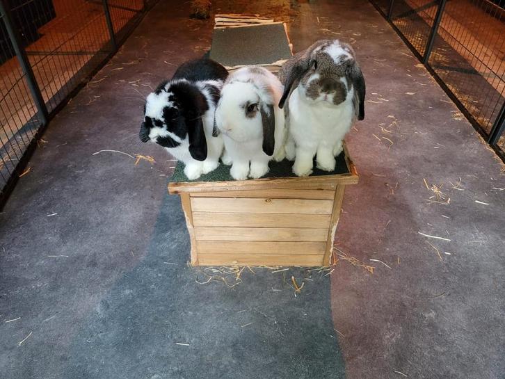 3 lieve zusjes Nederlandse hangoordwergkonijnen, Dieren en Toebehoren, Konijnen, Dwerg, Meerdere dieren, 3 tot 5 jaar, Hangoor