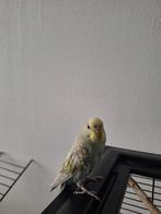 Nog jonge grasparkiet, Dieren en Toebehoren, Vogels | Parkieten en Papegaaien, Mannelijk, Parkiet, Tam