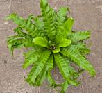 Asplenium Nidus Crissie xxl p23, Ophalen of Verzenden, Halfschaduw, Minder dan 100 cm