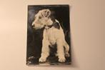 Oudere z/w Honden Postkaart - Schattige Foxterrier, Italië, 1940 tot 1960, Gelopen, Verzenden, Hond of Kat