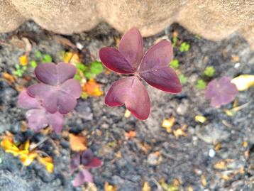 Drie knolletjes Oxalis klaverzuring OPHALEN beschikbaar voor biedingen