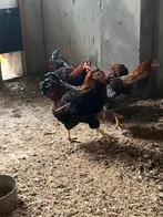 Wyandotte hanen goudzwart en blauwzwart, Dieren en Toebehoren, Pluimvee, Mannelijk, Kip