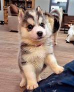 NOG 1 TEEFJE BESCHIKBAAR Pups samojeed x husky, Dieren en Toebehoren, 8 tot 15 weken, Poolhond, Meerdere, Meerdere dieren