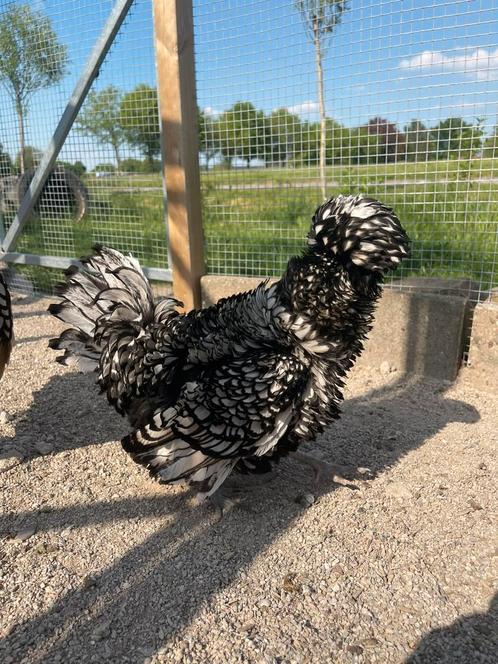 Broedeieren (baard)kuifhoenkrielen (padua) glad en krul, Dieren en Toebehoren, Pluimvee, Kip, Geslacht onbekend