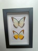 ingelijste vlinders, Ophalen of Verzenden, Zo goed als nieuw, Insect, Opgezet dier