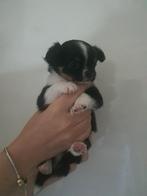 Ondeugende chihuahua pups zoeken baasje, Dieren en Toebehoren, Honden | Chihuahua's en Gezelschapshonden, Parvo, 8 tot 15 weken