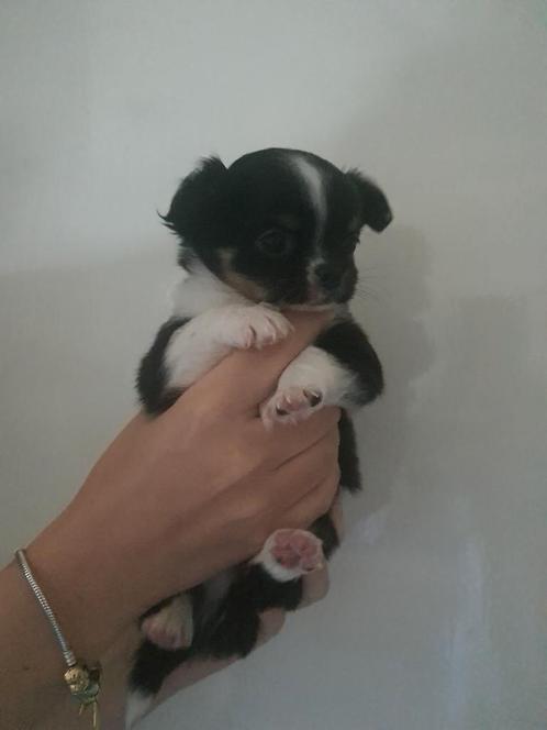 Ondeugende chihuahua pups zoeken baasje, Dieren en Toebehoren, Honden | Chihuahua's en Gezelschapshonden, Meerdere dieren, Chihuahua