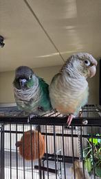 Gezocht Pyrhurra Pop tam, Dieren en Toebehoren