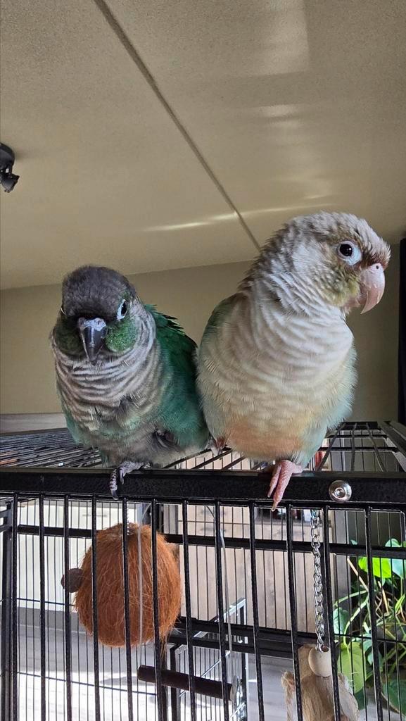 Gezocht Pyrhurra Pop tam, Dieren en Toebehoren, Vogels | Overige Vogels