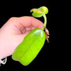 Hoya Globulosa Stekje met Wortels, Ophalen of Verzenden, Halfschaduw, Minder dan 100 cm