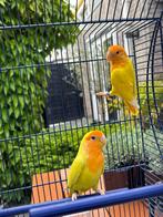 Fraai broedkoppel Aga. roseicollis + nette kooi + broedblok, Dieren en Toebehoren, Vogels | Parkieten en Papegaaien, Meerdere dieren