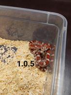 Pantherophis guttatus, Slang, Tam, 0 tot 2 jaar