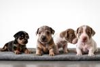 Jack Russel pups UNIEKE kleuren!, Jack Russell Terriër, 8 tot 15 weken, Meerdere, Meerdere dieren
