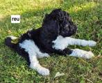 Schitterende konings poedel pups, Poedel, 8 tot 15 weken, CDV (hondenziekte), Meerdere