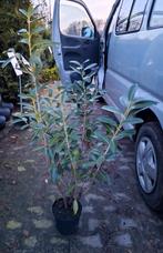 Laurierstruik, Prunus laurocerasus 100-125 cm nu €12,50, Tuin en Terras, Planten | Struiken en Hagen, Ophalen of Verzenden, Laurier