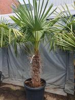 Palmboom/ palmbomen, 100 tot 250 cm, Zomer, Palmboom, Ophalen