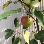 Onbespoten fruitbomen en fruitstruiken uit onze kwekerij, Ophalen of Verzenden, 100 tot 250 cm, In pot, Overige soorten