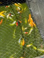 Koi’s te koop, Dieren en Toebehoren, Vissen | Vijvervissen, Karper of Koi