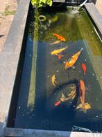 Complete vijver met inhoud en toebhoren., Dieren en Toebehoren, Vissen | Vijvervissen, Karper of Koi