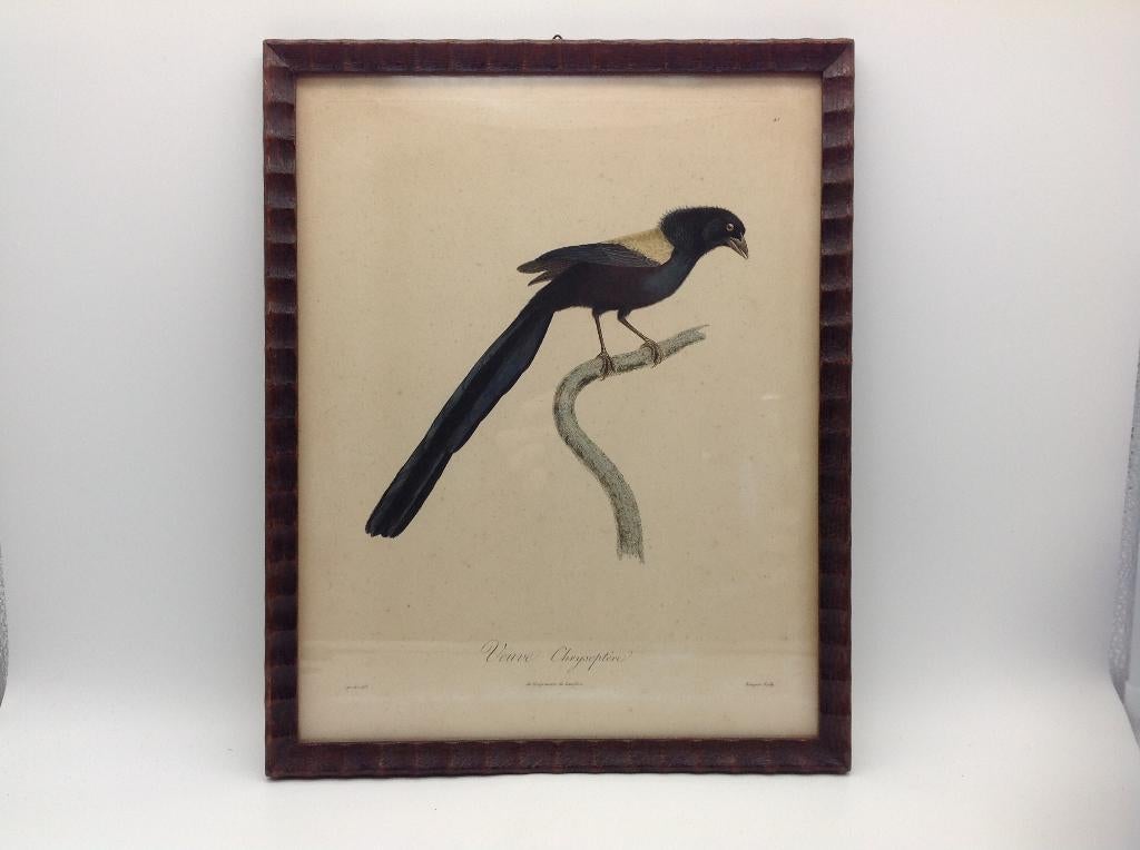 Antieke prent met ekster, Gebruikt, Verzenden, Voor 1940, Dier