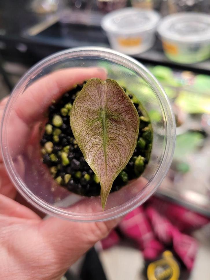 Alocasia pink dragon stardust ( geen tc), Huis en Inrichting, Kamerplanten, Minder dan 100 cm, Halfschaduw, Ophalen of Verzenden
