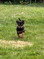 Lieve vrolijke puppy zoekt een huisje!, Dieren en Toebehoren, Honden | Niet-rashonden, Reu, 8 tot 15 weken, Rabiës (hondsdolheid)