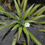 zuuurstofplanten gezocht, Ophalen, Zo goed als nieuw