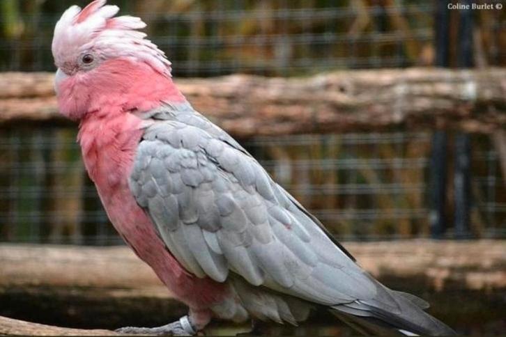 Liefhebber zoekt vogels om een nieuw thuis te, Dieren en Toebehoren, Vogels | Parkieten en Papegaaien, Parkiet, Meerdere dieren