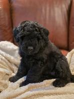 Schitterende Bouvier pups!, Bouvier, Parvo, 8 tot 15 weken, Meerdere