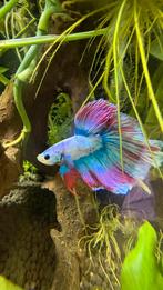 Halfmoon Betta man | Multicolor | Siamese kempvis 7 mnd oud, Dieren en Toebehoren, Vis