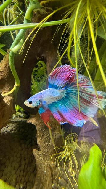 Halfmoon Betta man | Multicolor | Siamese kempvis 7 mnd oud beschikbaar voor biedingen