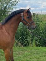 C Pony, B, Gechipt, Ruin, Dressuurpony
