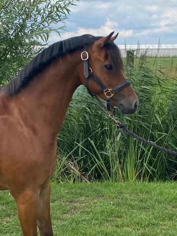 C Pony beschikbaar voor biedingen