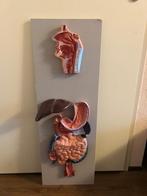 Vintage Anatomisch Menselijk Torso – Groot Model, Ophalen of Verzenden