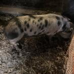 Scharrelvarken bonte bentheimer €.250,-, Meerdere dieren, Varken, 0 tot 2 jaar