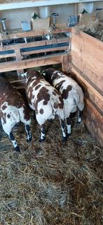 Te koop bonte rammen ram lammeren, Dieren en Toebehoren, Schapen, Geiten en Varkens, Mannelijk, Schaap, 0 tot 2 jaar