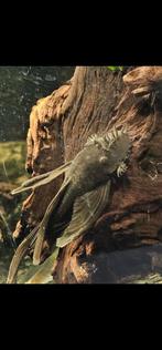 Koppel longfin ancistrus pleco met jongen, Ophalen of Verzenden