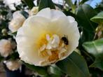 Camellia 'Jury's Yellow', Japanse Roos, Tuin en Terras, Halfschaduw, Vaste plant, Lente, Overige soorten