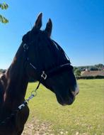 Verzorgster gezocht, Dieren en Toebehoren, Ophalen