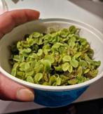 Portie drijfplanten - aquariumplant - Salvinia natans, Dieren en Toebehoren, Vissen | Aquaria en Toebehoren, Ophalen, Nieuw, Plant(en), Steen of Hout