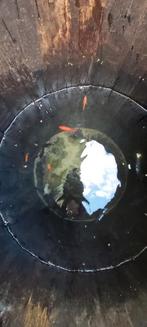 Goudvissen, Dieren en Toebehoren, Vissen | Vijvervissen, Goudvis(sen)