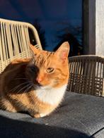 Kat Free to a good home, Dieren en Toebehoren, Katten en Kittens | Overige Katten, Poes, 0 tot 2 jaar