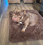 Pocket bully reu, Reu, Bulldog, Eén hond, 3 tot 5 jaar