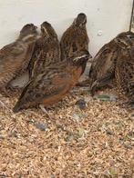 Zwartmasker kwartels, Dieren en Toebehoren, Vogels | Overige Vogels, Meerdere dieren